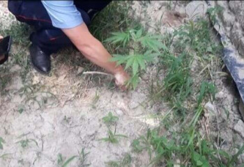 Есірткі өсірген күдікті құрықталды