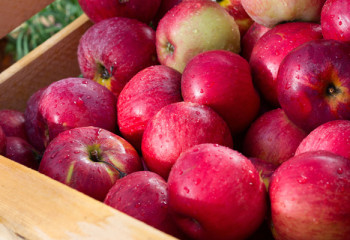 Чем Алматинская область столицу удивлять будет?