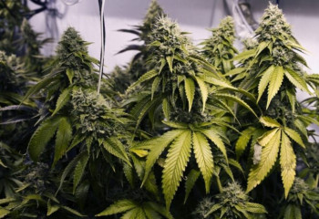 30 кустов конопли изъяли у жителя Туркестанской области