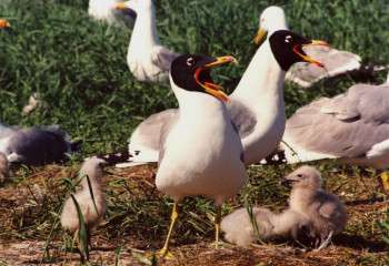 Черноголовые хохотуны массово гибнут в Атырау