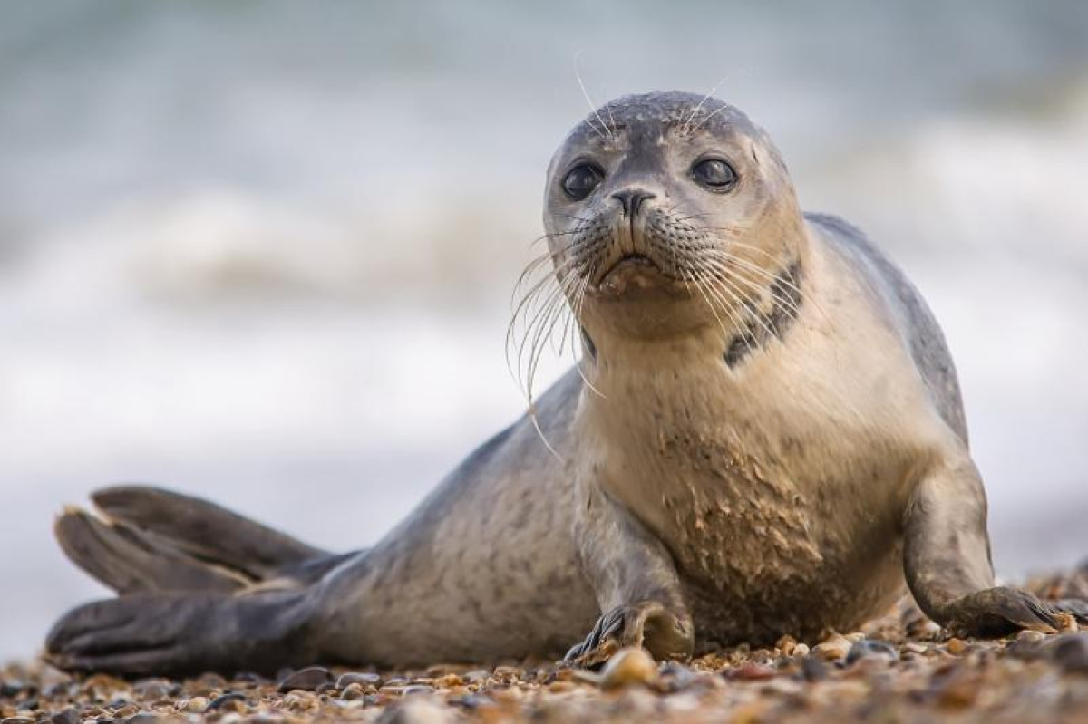 В Минэкологии назвали возможные причины гибели тюленей на Каспии 