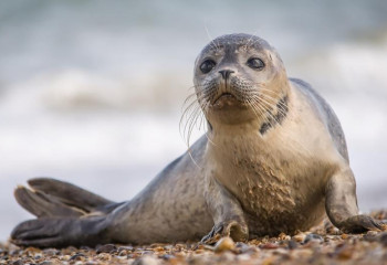 В Минэкологии назвали возможные причины гибели тюленей на Каспии 