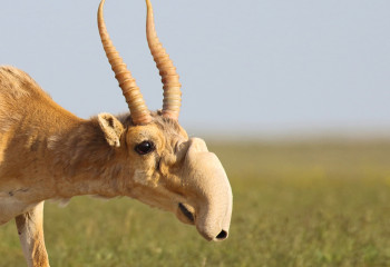 Численность сайгаков в ЗКО будет урегулирована