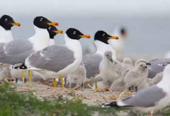 Атырауда Қызыл кітапқа енген құстар қырылып жатыр