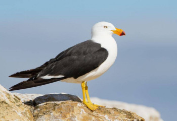 Шағалалардың қырылу себебі анықталды