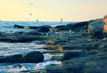 Президент Каспийдегі итбалықтардың қырылу жағдайына тағы да тоқталды