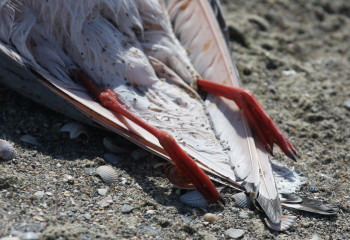 Из-за массовой гибели чаек приостановлена охота в Атырауской области