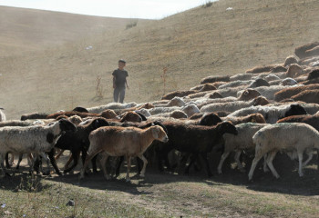 20 тысяч гектаров пастбищ возвращены государству в Актюбинской области
