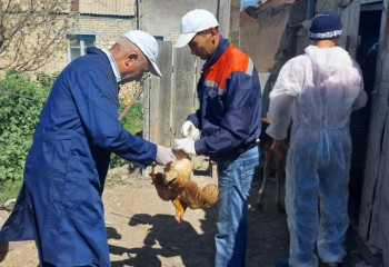 Құс тұмауына қарсы 6,2 мыңнан астам доза вакцина бөлінді