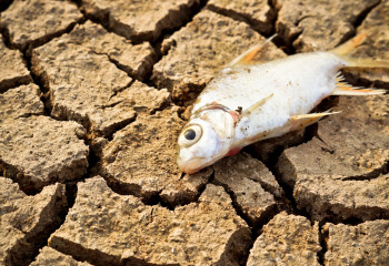 В Бирликском сельском округе ЗКО пересохло водохранилище 