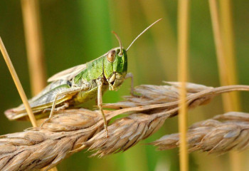 Шегірткелерді жоюға жергілікті бюджеттен 659 млрд теңге бөлінді