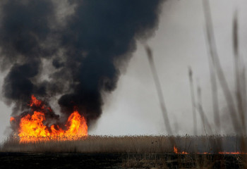 Пожар на побережье Алаколя ликвидирован