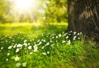 Қазақстанда дәрілік өсімдіктердің шикізат қоры таусылып барады