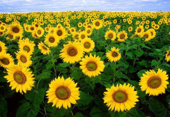 Қазақстанда күнбағыс дәнін экспорттауға шектеу енгізіледі