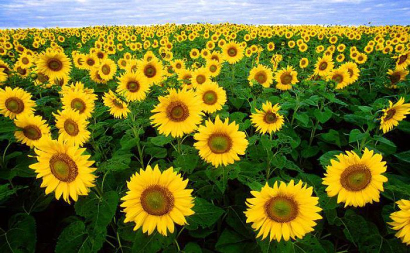  ашық дереккөз 