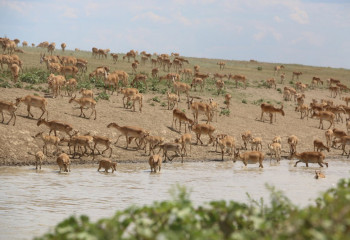 Киіктер саны қарашаға дейін реттелуі мүмкін