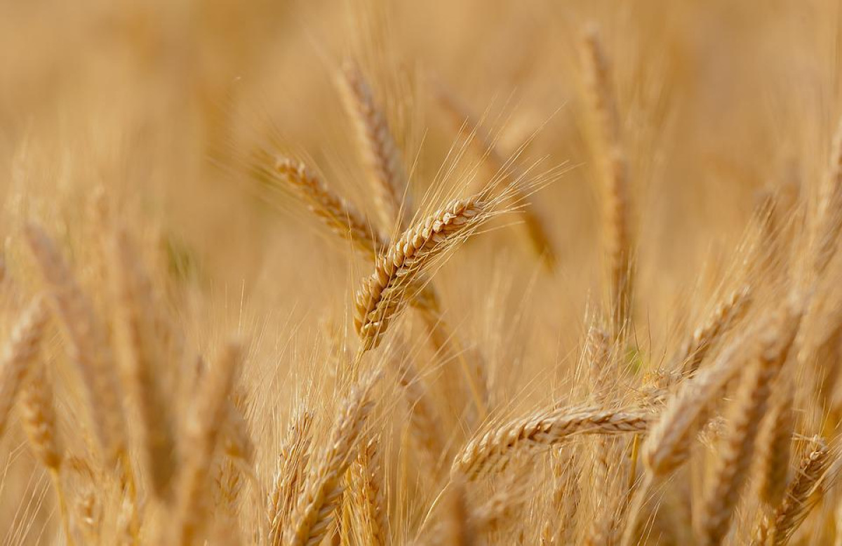 Kazakhstan imposes restrictions on wheat and flour export