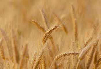 Kazakhstan imposes restrictions on wheat and flour export