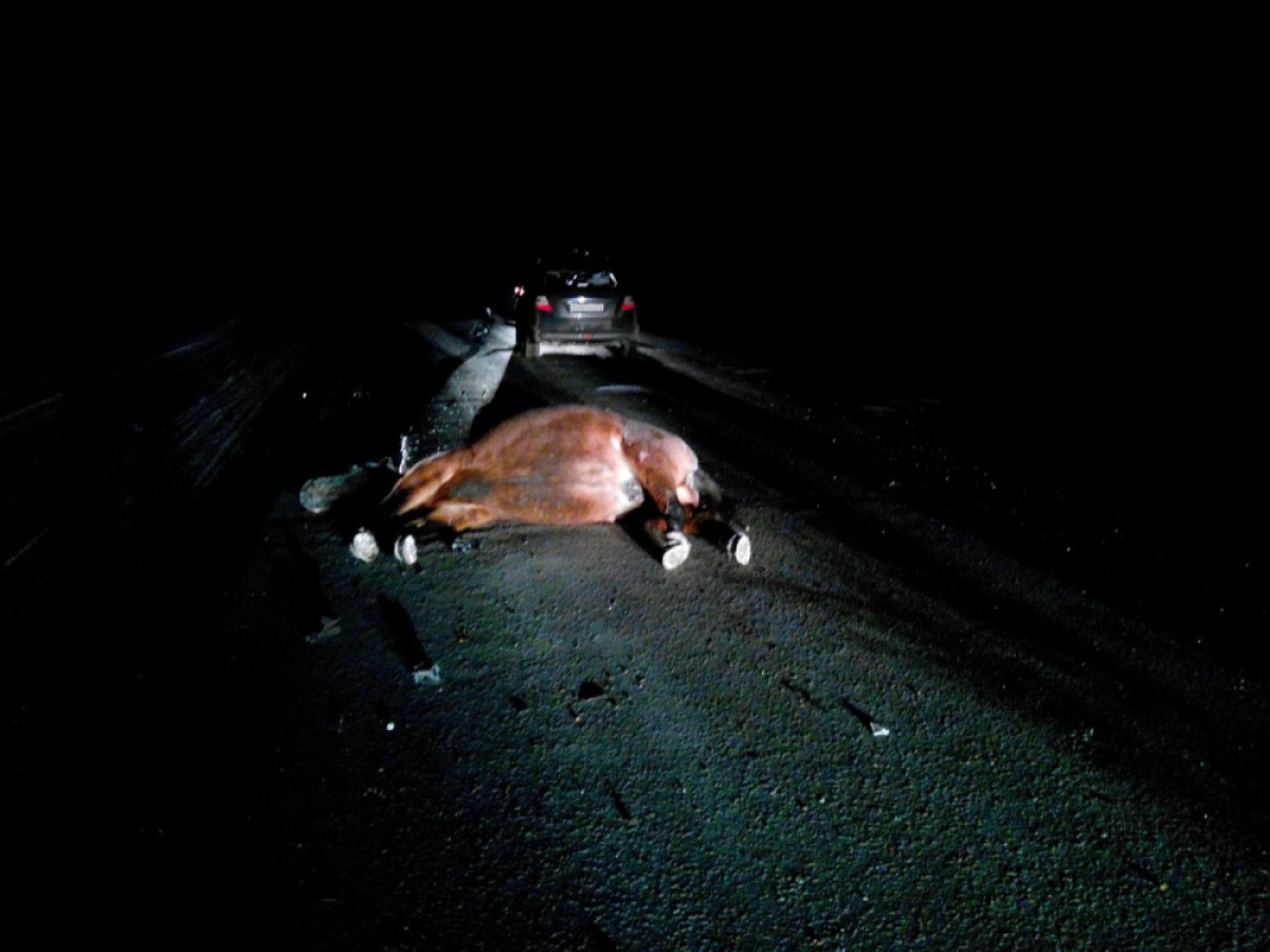 Водитель столкнулся с лошадью на трассе. Два человека погибли на трассе в Костанае