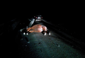 Водитель столкнулся с лошадью на трассе. Два человека погибли на трассе в Костанае