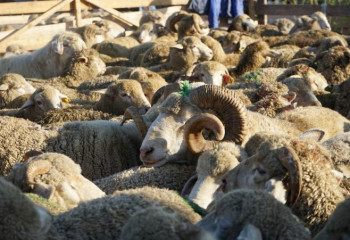 Құрбан шалғанда әр мұсылман білуі тиіс 12 қағида