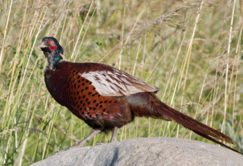 На территорию зеленого пояса столицы выпустили 150 фазанов 