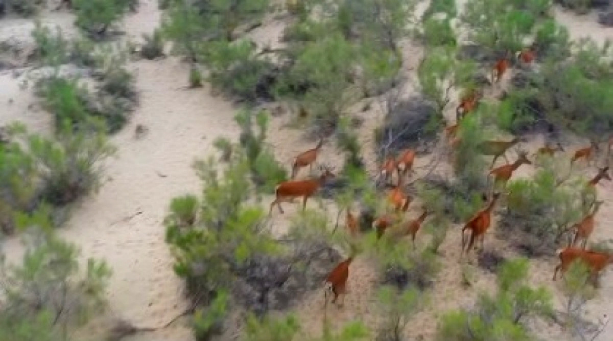 Краснокнижных оленей выпустили в дикую природу близ Балхаша