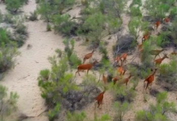 Краснокнижных оленей выпустили в дикую природу близ Балхаша