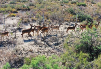«Іле-Балқаш» резерватындағы бұқар бұғыларының саны 150 басқа жетті