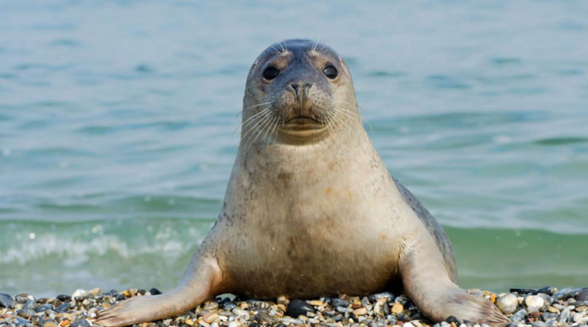Рыбинспекция усилит мониторинг пляжей после инцидента с тюленем в Актау 