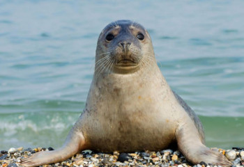 Рыбинспекция усилит мониторинг пляжей после инцидента с тюленем в Актау 