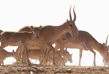 Брекешеву объявлен выговор за некачественную работу в области геологии и биоразнообразия