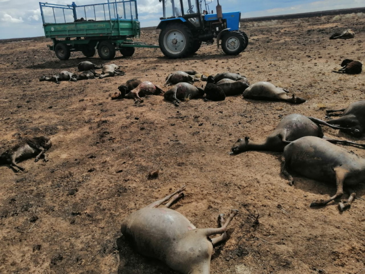 Больше тысячи овец породы Едилбай заживо сгорели в Атырау