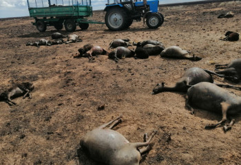 Больше тысячи овец породы Едилбай заживо сгорели в Атырау