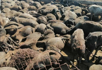 Атырауда мыңнан астам қой, бір боталы іңген тірідей өртеніп кетті