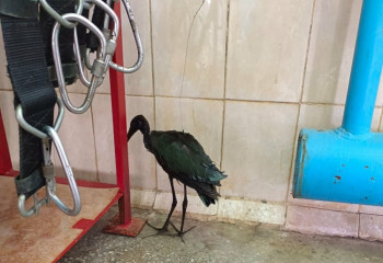 В Актау пожарные спасли африканскую цаплю