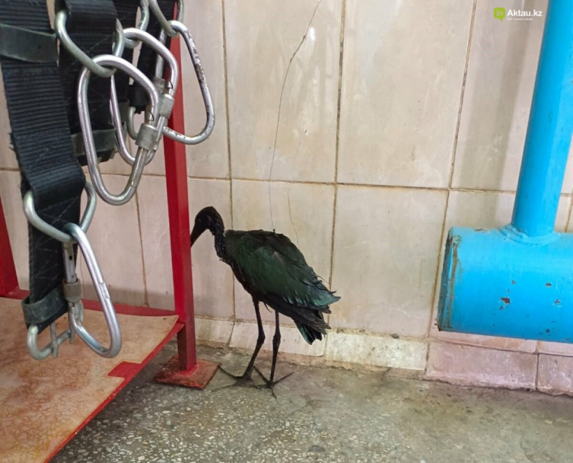   ТОО "МАЭК-Казатомпром" 