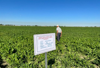 Қант арзандай ма? Қазақстан қызылша алқабын кеңейтпек