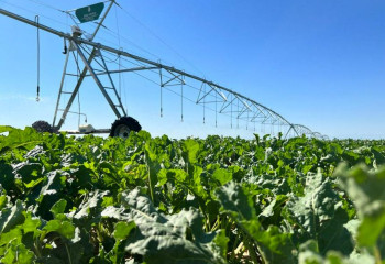 Закупочную цену сахарной свеклы повысили до 30 тысяч тенге за тонну