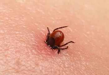 4 человека умерли от конго-крымской лихорадки в Кызылординской области