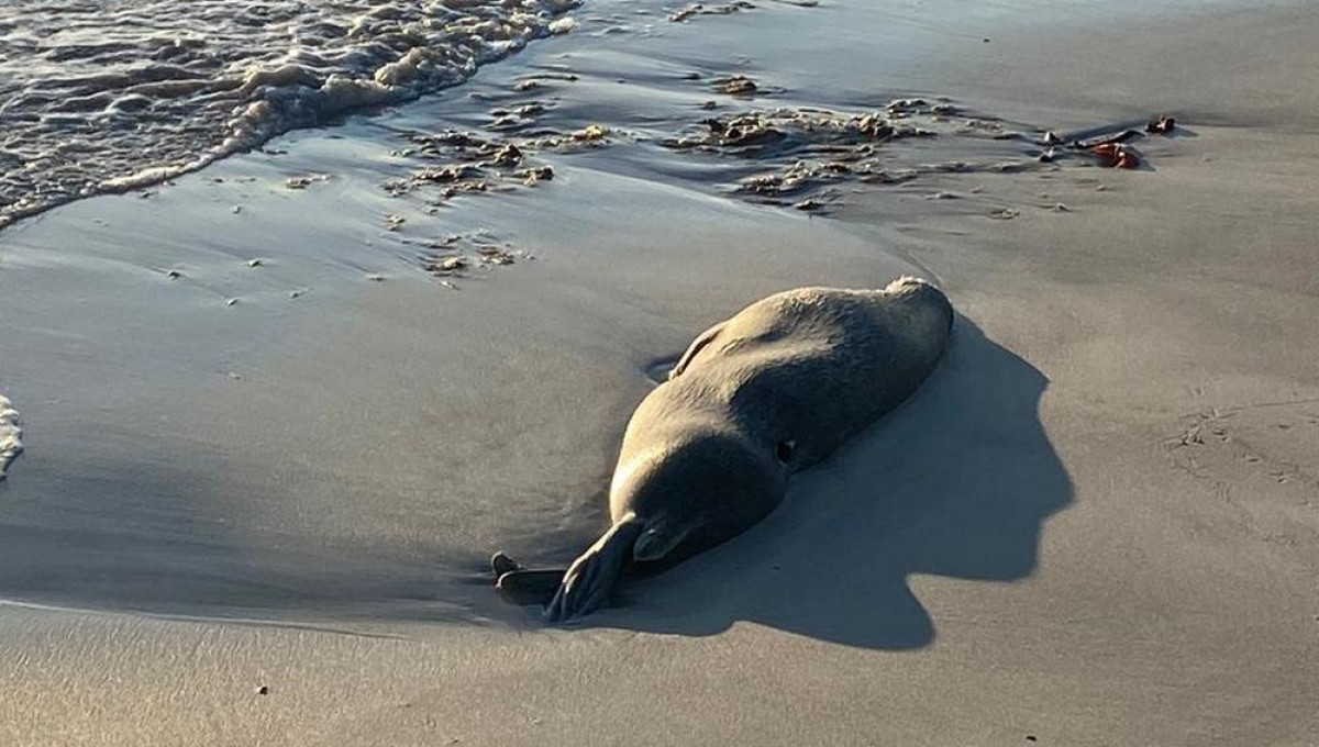 Причины массовой гибели тюленей на Каспии назвали в Минэкологии 