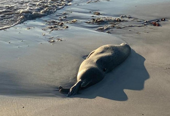 Причины массовой гибели тюленей на Каспии назвали в Минэкологии 