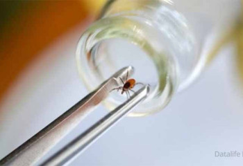 Қызылорда облысында Конго-қырым безгегінен 4 адам көз жұмды