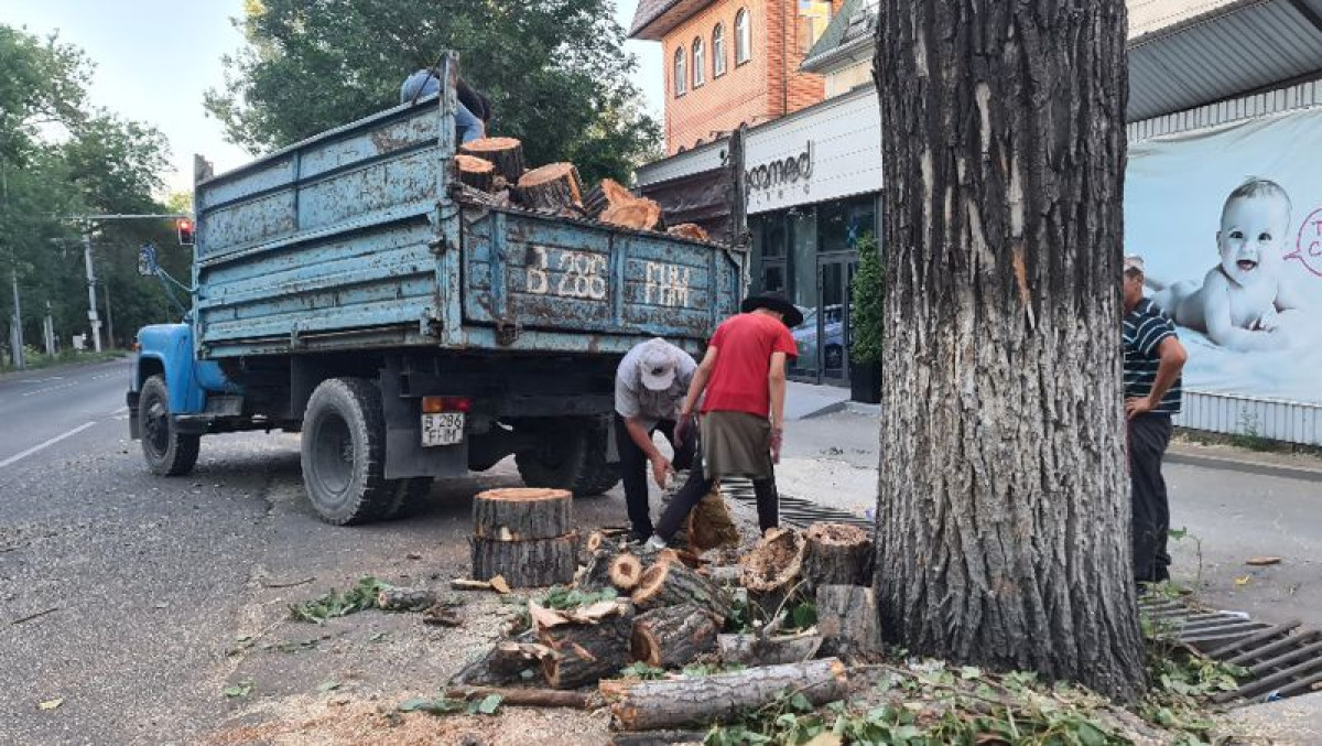 В Алматы накажут виновных в вырубке деревьев