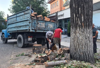 В Алматы накажут виновных в вырубке деревьев