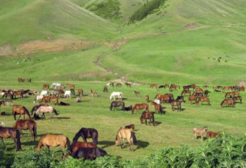 Мемлекетке биыл тағы 5 млн га жайылым жерді қайтарылады