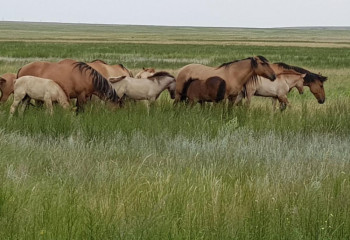 Елде жайылым жоқ. Ал соңғы 3 жылда 18 млн га бос жатқан жер анықталды