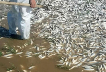 СҚО-да балық қырылып жатыр