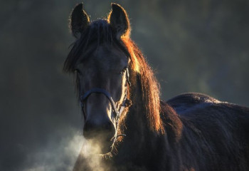 Мужчину, давившего лошадь на машине, все-таки арестовали 