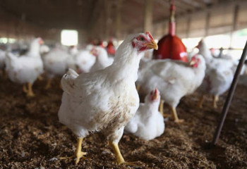 Казахстанские птицеводы страдают от удорожания кормов